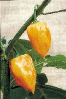 Chili – allt hetare! - Vi i Villa