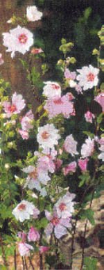 Knepen som gör växterna tåligare - Vi i Villa