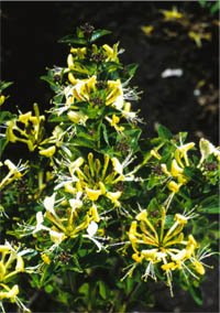 Gamla godingar i ny tappning - Vi i Villa