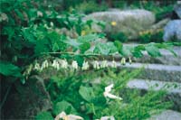 Den underhållsfria trädgården - Vi i Villa