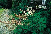 Den underhållsfria trädgården - Vi i Villa