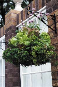 Förbered sommarens odlingar på fönsterbrädan - Vi i Villa