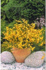 Knepen som gör växterna tåligare - Vi i Villa