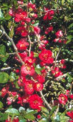 Knepen som gör växterna tåligare - Vi i Villa