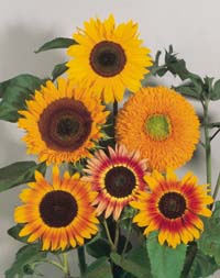 Förbered sommarens odlingar på fönsterbrädan - Vi i Villa