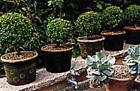 Ge trädgården sköna former - Vi i Villa