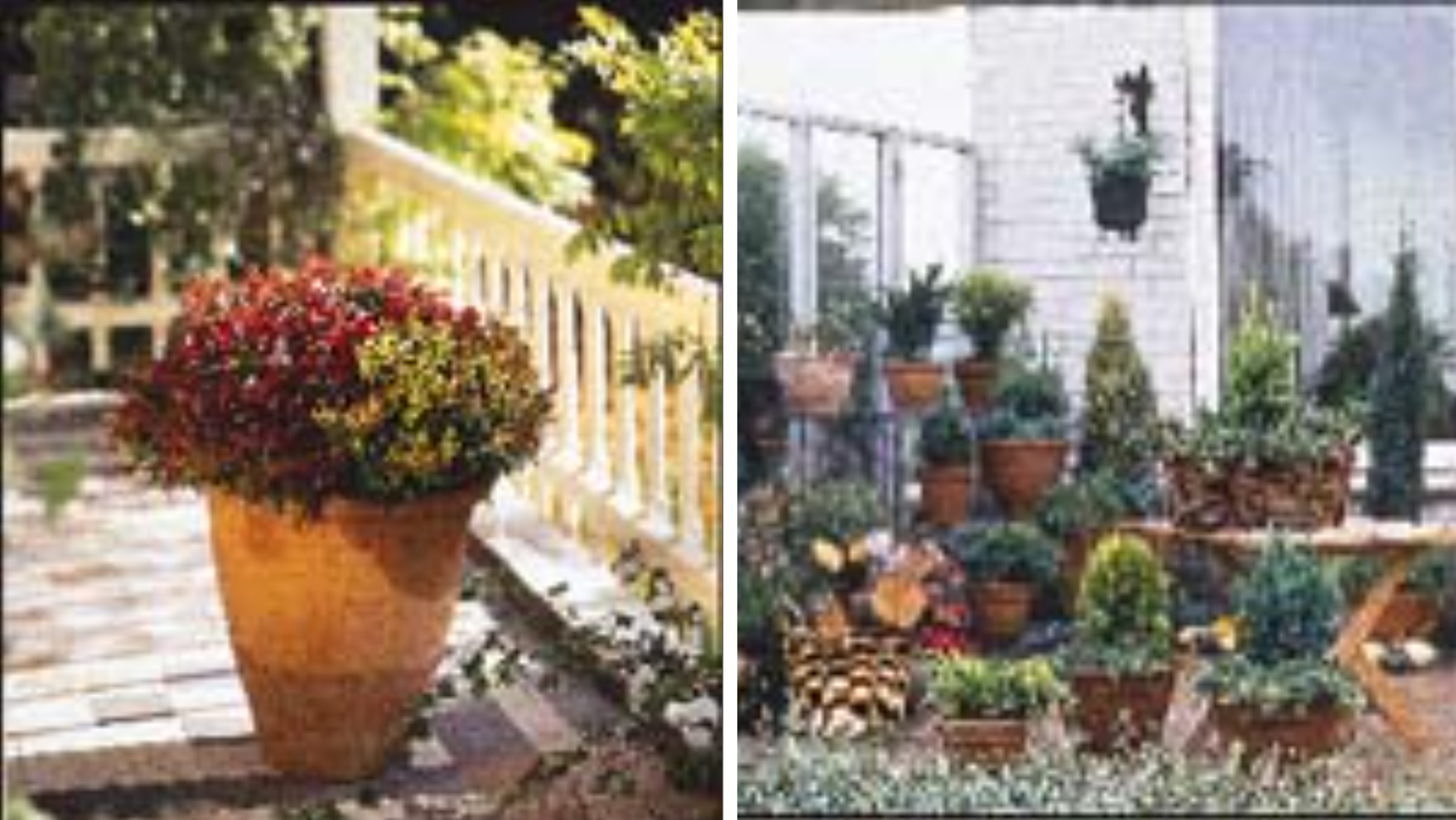 Urvalet av höst- och vinterväxter blir ständigt större. Här är några, som de senaste åren representerat Månadens Växt i Sverige och Danmark.