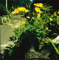 Gamla godingar i ny tappning - Vi i Villa