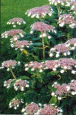 Knepen som gör växterna tåligare - Vi i Villa