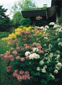 Den underhållsfria trädgården - Vi i Villa