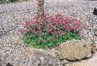 Den underhållsfria trädgården - Vi i Villa