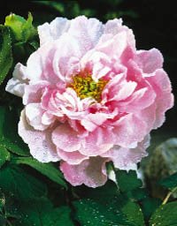 Gamla godingar i ny tappning - Vi i Villa