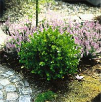 Gamla godingar i ny tappning - Vi i Villa