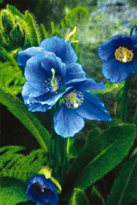 Gamla godingar i ny tappning - Vi i Villa