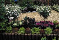 Förbered sommarens odlingar på fönsterbrädan - Vi i Villa