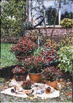 Läckra höstplanteringar i utekruka och korg - Vi i Villa