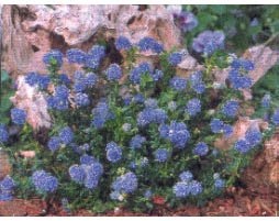 Knepen som gör växterna tåligare - Vi i Villa