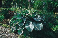 Den underhållsfria trädgården - Vi i Villa