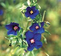 Förbered sommarens odlingar på fönsterbrädan - Vi i Villa