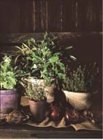 Alltid färska kryddor - Vi i Villa