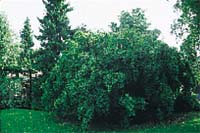 Den underhållsfria trädgården - Vi i Villa