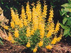 Knepen som gör växterna tåligare - Vi i Villa