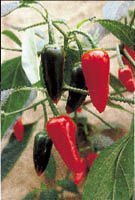 Chili – allt hetare! - Vi i Villa