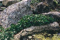 Den underhållsfria trädgården - Vi i Villa