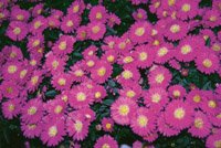 Hösten bästa tid för plantering - Vi i Villa