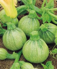 Förbered sommarens odlingar på fönsterbrädan - Vi i Villa