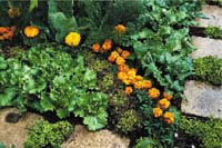 Förbered sommarens odlingar på fönsterbrädan - Vi i Villa