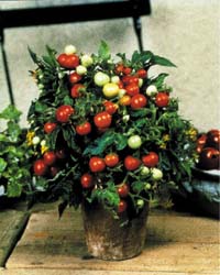 Förbered sommarens odlingar på fönsterbrädan - Vi i Villa