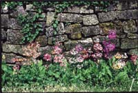 Drottning Ingrid och hennes blomster - Vi i Villa