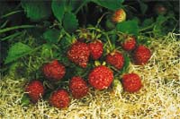 Trädgård på höjd - Vi i Villa