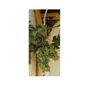 Vindruvorna som klarar det svenska klimatet - Vi i Villa