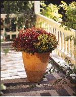 Läckra höstplanteringar i utekruka och korg - Vi i Villa