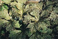 Den underhållsfria trädgården - Vi i Villa