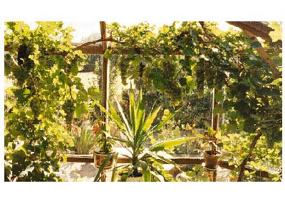 Vindruvorna som klarar det svenska klimatet - Vi i Villa