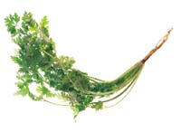 Fröså orientaliska grönsaker och kryddor - Vi i Villa