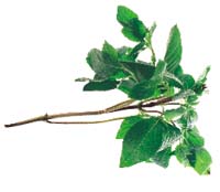 Fröså orientaliska grönsaker och kryddor - Vi i Villa