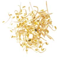 Fröså orientaliska grönsaker och kryddor - Vi i Villa