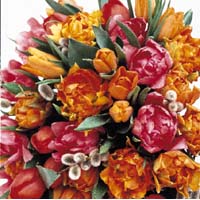 Tulpanen – favorit med försmak av våren - Vi i Villa