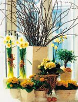 Gulblommigt i påsk - Vi i Villa