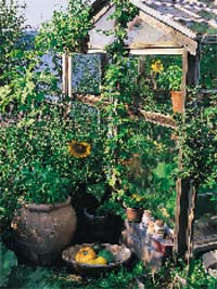 Växthuset – trädgårdens hjärta - Vi i Villa