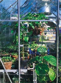 Växthuset – trädgårdens hjärta - Vi i Villa