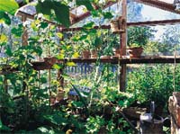 Växthuset – trädgårdens hjärta - Vi i Villa