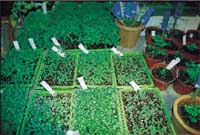 Säsongstart i trädgården - Vi i Villa