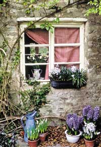 Nu blommar löken - Vi i Villa