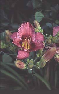 Mormors blommande favoriter - Vi i Villa