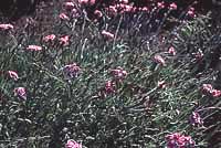 Mormors blommande favoriter - Vi i Villa